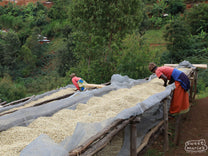 After pulping and fermenting, the wet parchment is moved to the drying tables where it is spread to a thin layer to dry in the sun. Migoti coffee washing station, Burundi.