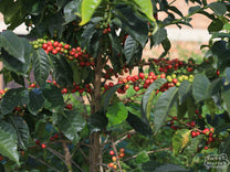 Rwanda Dry Process Kivu Kageyo