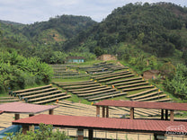 A view of the coffee drying beds built on the sloping hillside at the Mushonyi coffee washing station, Rutsiro, Rwanda.
