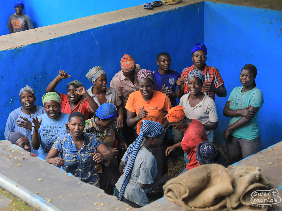 Workers sing and dance on the fermenting coffee as a way of agitating the fruit from the green seeds. Nkora station, Rutsiro region, Rwanda.