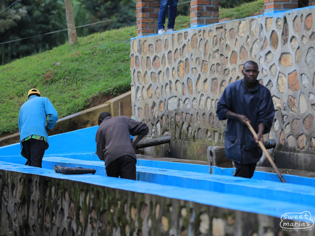 Workers wash the fruit mucilage from the green coffee seeds by agitating it with wooden paddles in washing channel. They also do a grade separation by continually pushing the coffee up stream, causing the heavy coffee to sink, while the light coffee float