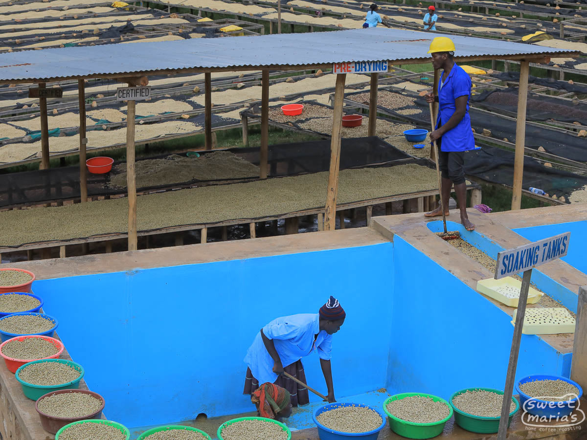 one of the contributing washing stations to this Rwandan peaberry lot. 