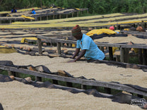 Turning the coffee while keeping an eye out for any defects to be removed, Karambi CWS, Nyamasheke.