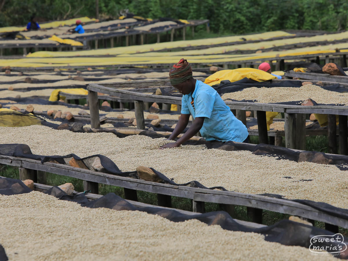 The cherry sorting part of Karambi's Pinhal Máquina pulper where the coffee is processed.