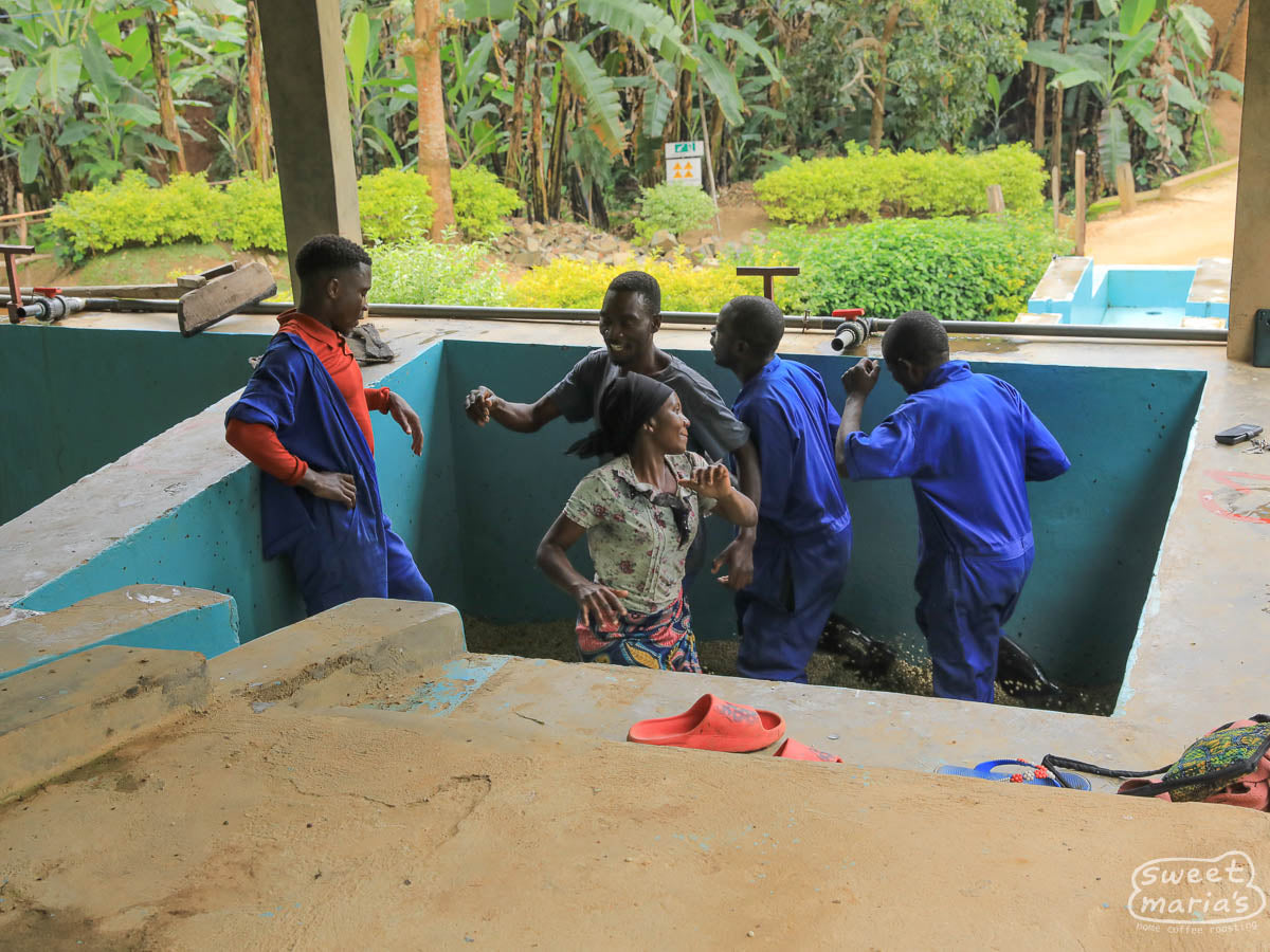  removing any defects they see as they go. Nyungwe
