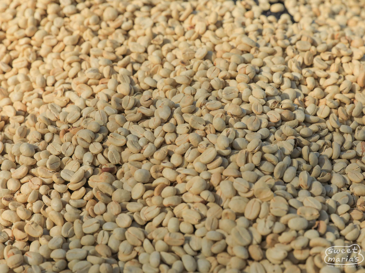 A close-up photo of the parchment coffee drying on raised beds at Buliza. That the parchment isn't fractured is a good sign that the coffee isn't drying too quickly. Burega, Rwanda.