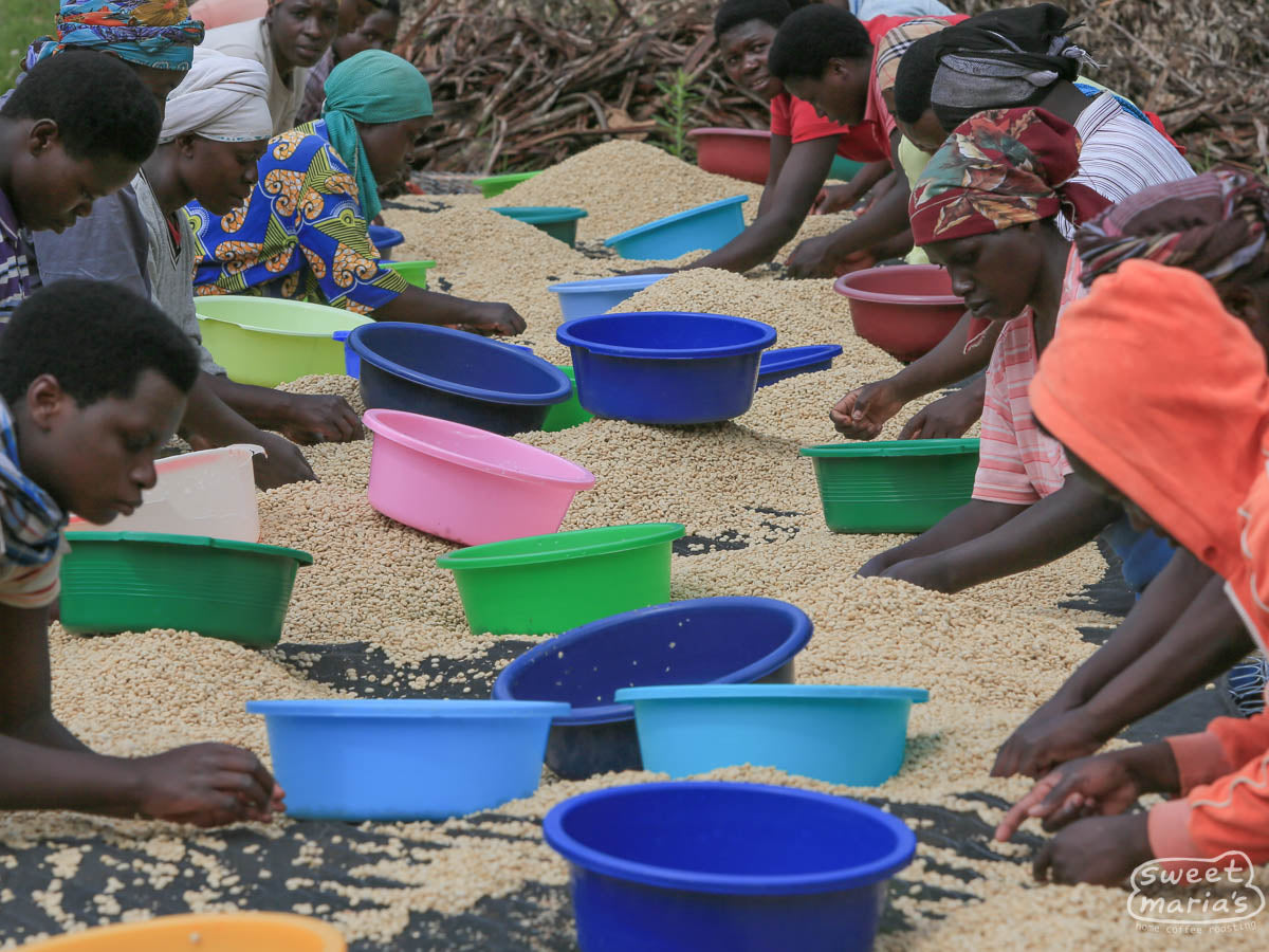  at the Tumba coffee cooperative in Rulindo
