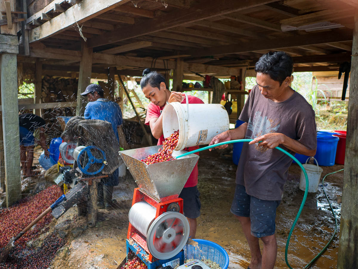 Processing coffee cherries in small pulpers at a site in Tana Luwu, Sulawesi.