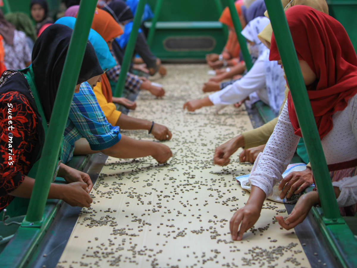Women remove visible defects from the green coffee at a Sumatra dry mill.