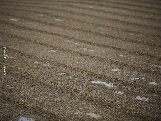 Wet hulled coffee drying on cement patios in West Aceh. 