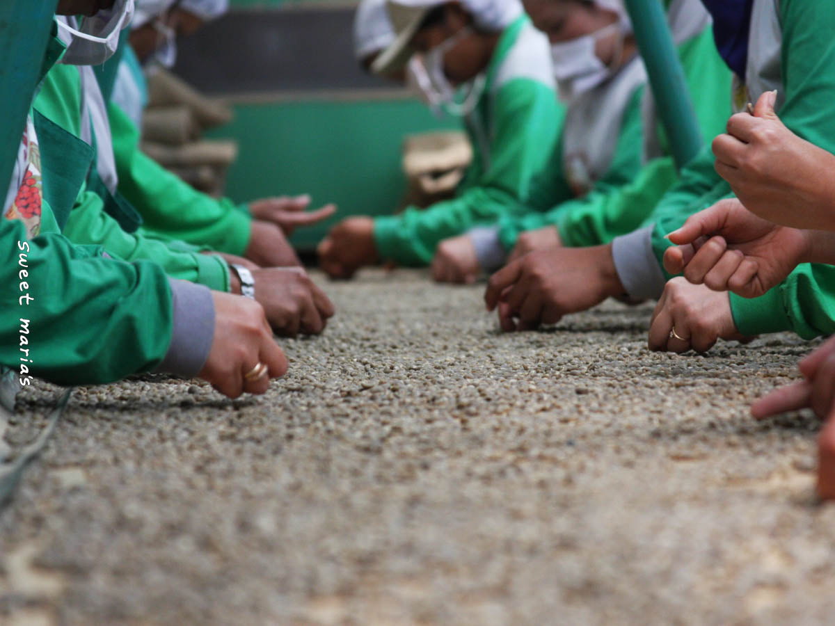 Workers hand sort wet hulled coffee for defects at a dry mill in Aceh region.