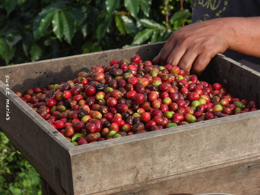 Coffee cherries of varying ripeness are run through a hand-cranked pulper made of wood in Aceh region of Sumatra.