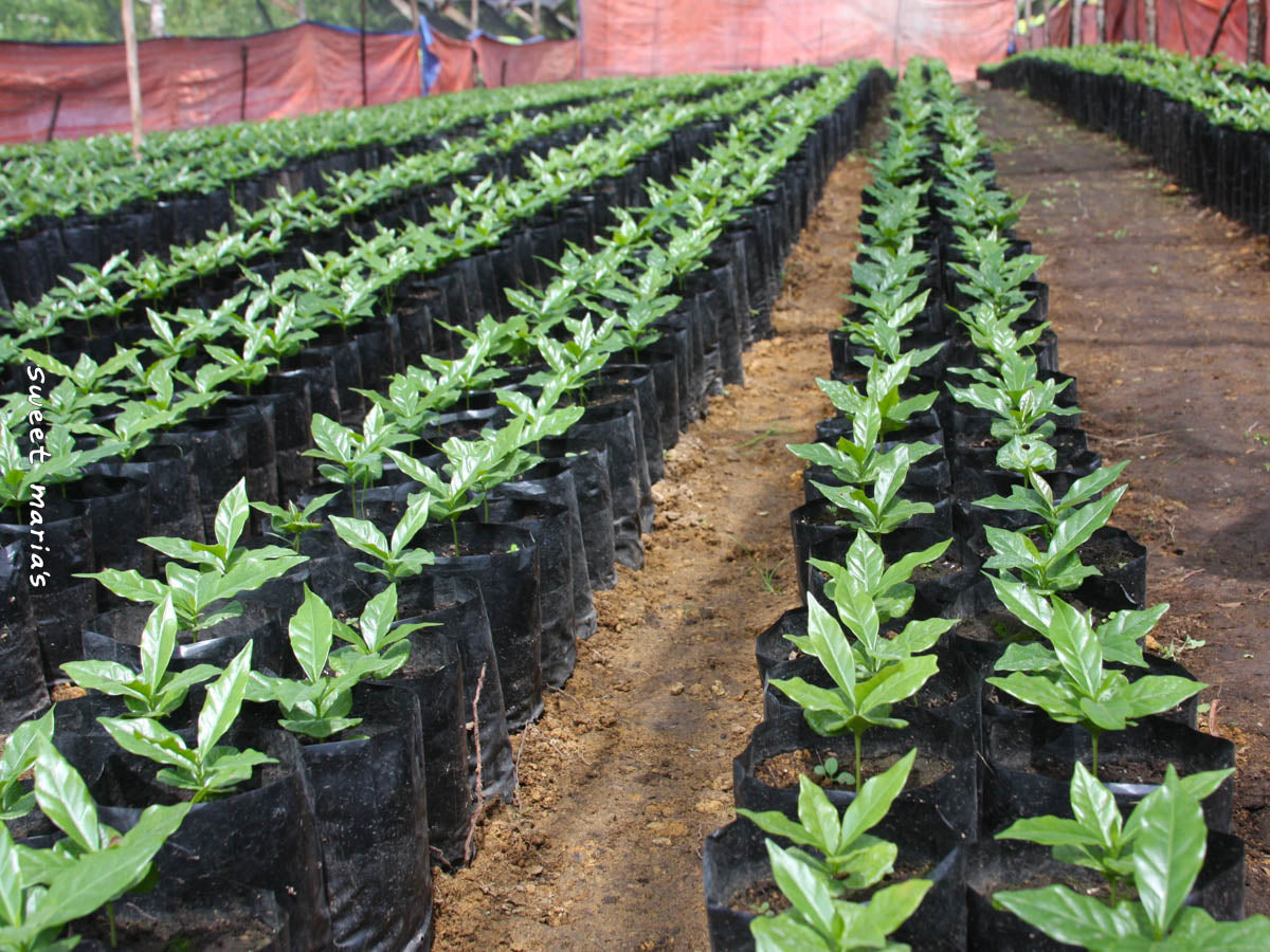 Small coffee plants grow in a nursery at a cooperative in Aceh.