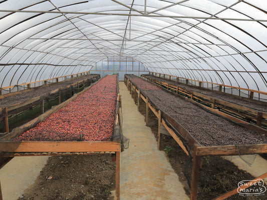 Whole coffee cherry drying inside the domed, parabolic, drying rooms for green coffee (often called 