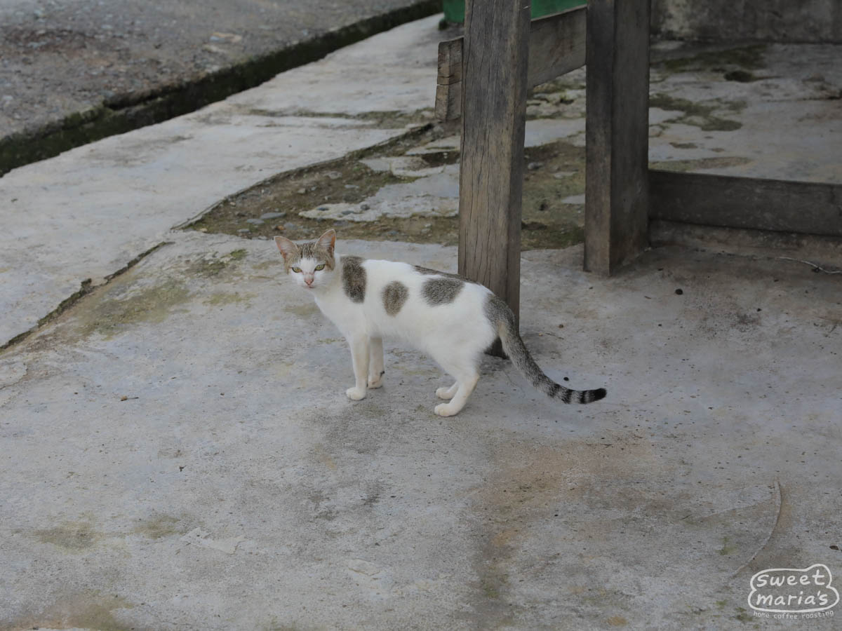 One of the resident cats at Ribang Gayo.