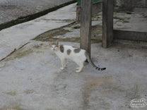 One of the resident cats at Ribang Gayo.