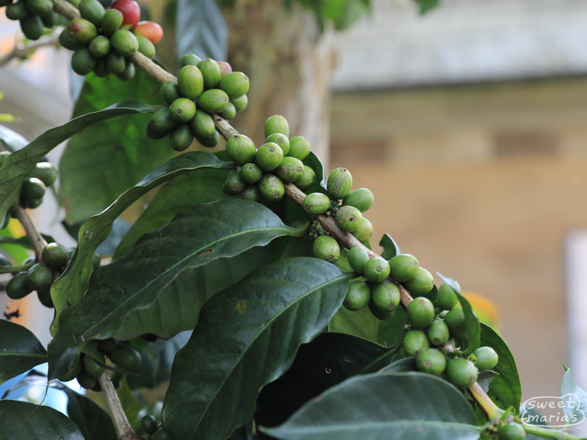 Coffee drying rooms covered with tarps protect the green coffee from the wet weather while drying. Kerinci