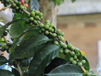 Coffee drying rooms covered with tarps protect the green coffee from the wet weather while drying. Kerinci