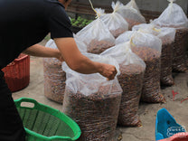 Whole coffee cherries harvested that day at a farm in Flores.