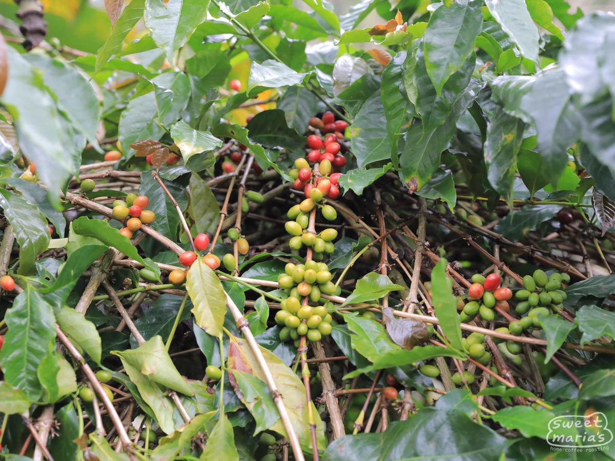 Dirt road that winds through coffee farms near Aulia's home in Bebesen.