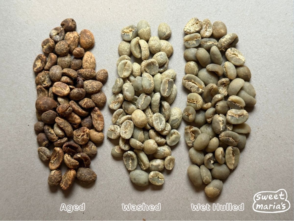 A comparison of Aged, Wet Process (Washed), and Wet Hulled (Giling Basah) green coffee.