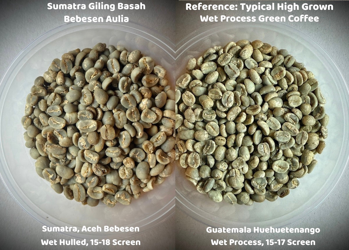 Close-up photo of wet hulled green coffee in Lintong Nihuta. You can see how wet it still is