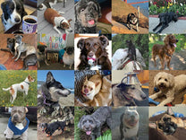 Our 2026 "Dogs" of Coffee has two full pages displaying our community's furry friends. Page 2.