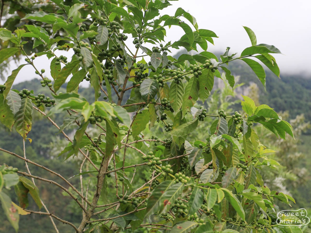 Bourbon shrub with unripe, green coffee cherries at Aler's farm in Huehuetenango.
