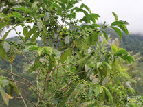 Bourbon shrub with unripe, green coffee cherries at Aler's farm in Huehuetenango.