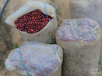 Coffee cherries in woven mylar bags await processing at a Huehuetenango mill.