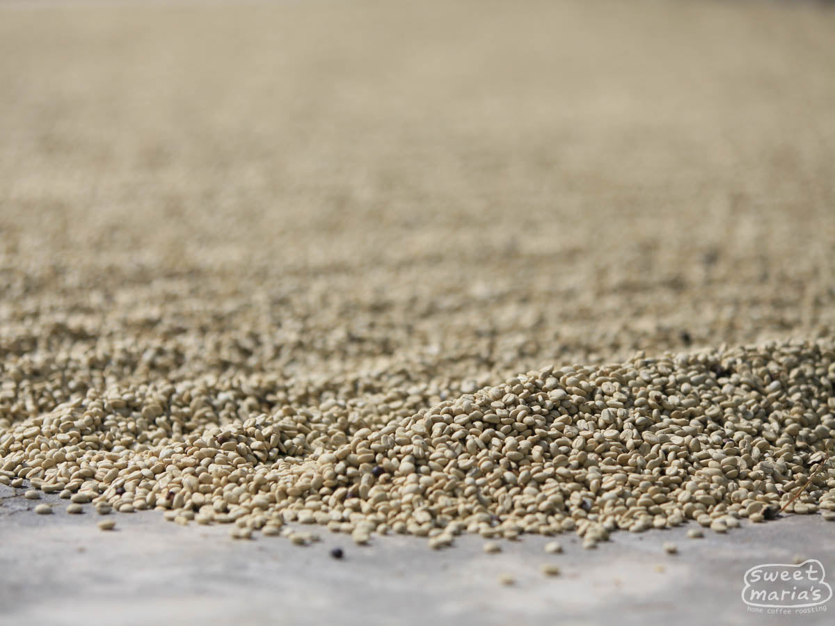 Parchment coffee dries on a cement patio at a Huehuetenango coffee farm.