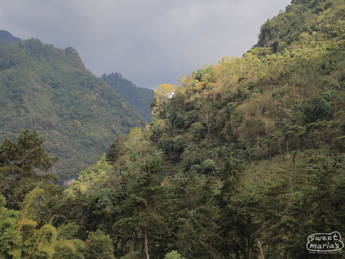 Looking up at the tree-covered mountainside that stretches up from the Punta del Cerro mill.