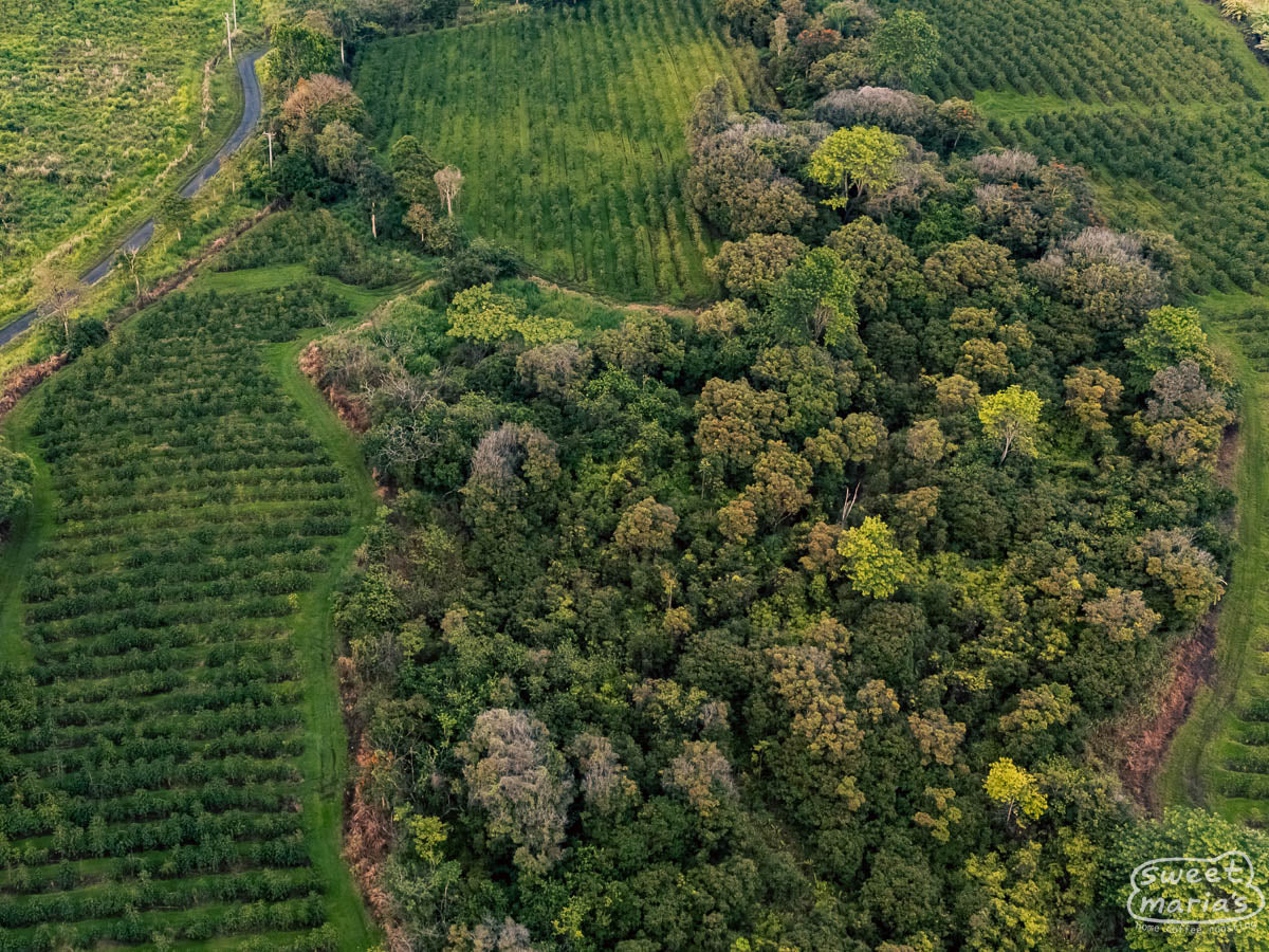 Aerial view of the beautiful Darnall Estate and natural forest they maintain at the center.