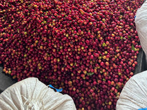 A photo of the ripe cherry selection at the Darnall farm.