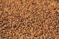 Closeup photo of anaerobic honey coffee drying on raised tables at the mill where this coffee was processed. Java Sunda.