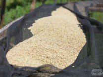 Parchment coffee drying on raised beds at Kamoini Factory.