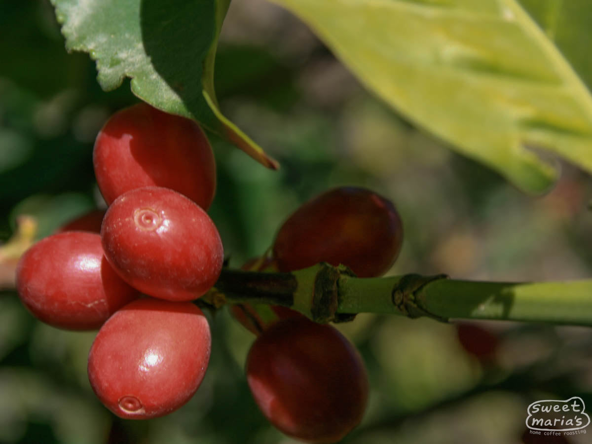 Coffee cherries ripen on a shrub in Yemen.