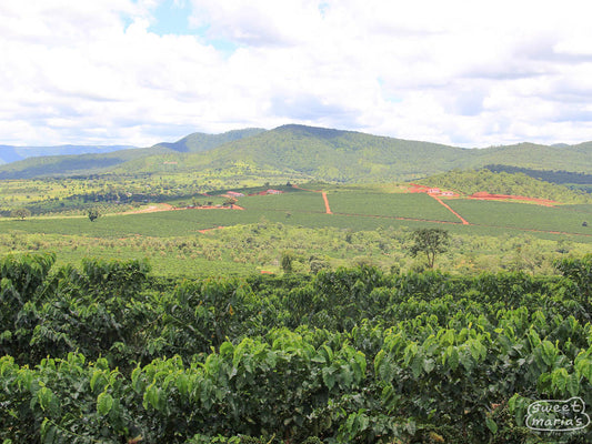 Zambia Anaerobic Natural Misambo