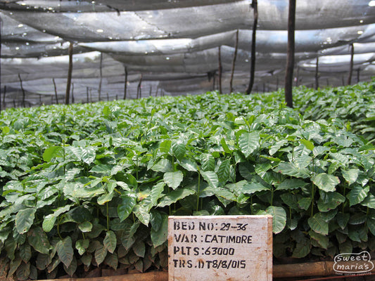 Young Catimor plants grow under a shade canopy at the Kateshi estate in Zambia's Kasama region.