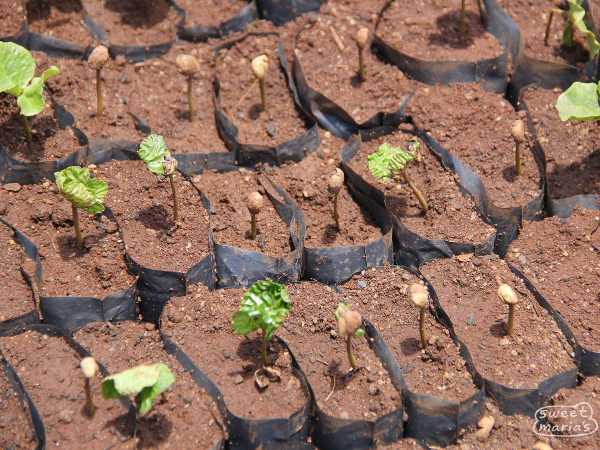 Sprouting coffee seeds will grow to be full size shrubs in about 2-3 years. Kateshi Estate.